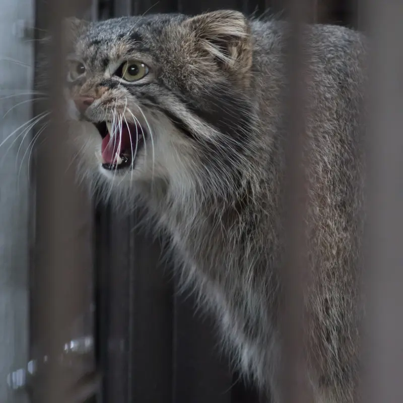 A photograph of Figa in Nogeyama Zoo