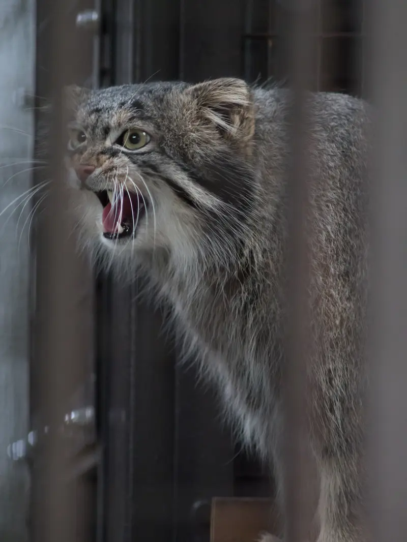 A photograph of Figa in Nogeyama Zoo