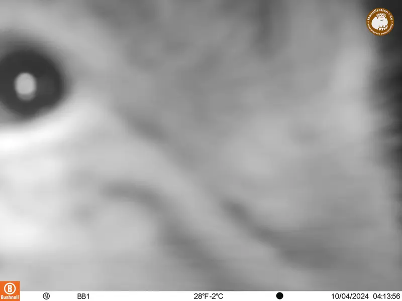 A photograph of Otocolobus manul manul from Aktas-Kunkora camera trap