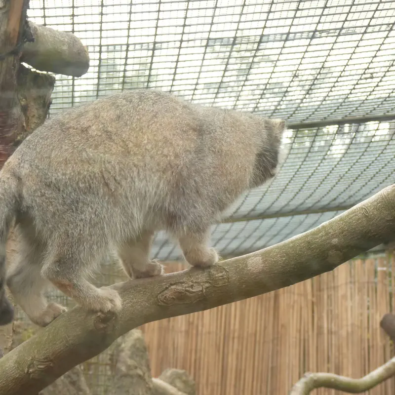 A photograph of Akiko in Edinburgh Zoo