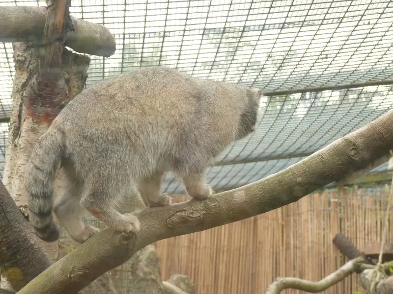 A photograph of Akiko in Edinburgh Zoo