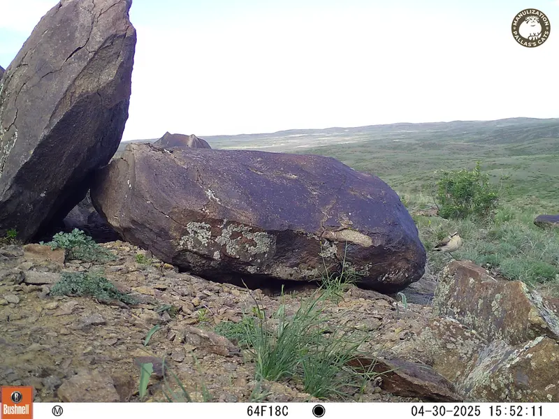 A photograph of a Pallas&#039;s cat from Koshkar camera trap