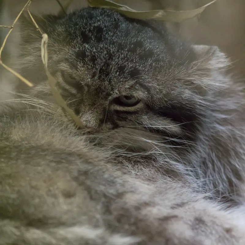 A photograph of Klyon in Ueno Zoological Gardens