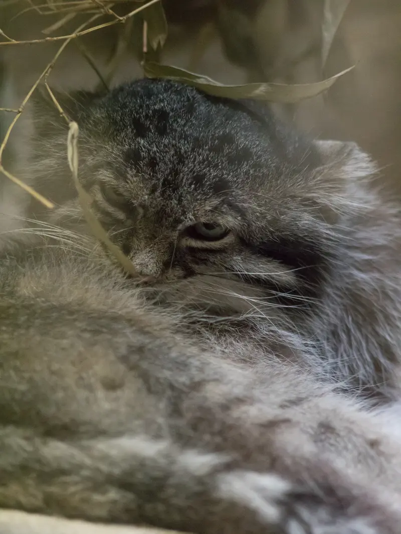 A photograph of Klyon in Ueno Zoological Gardens