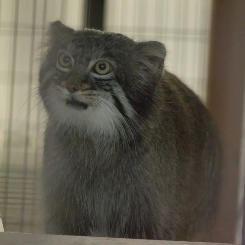 A photograph of Figa in Nogeyama Zoo