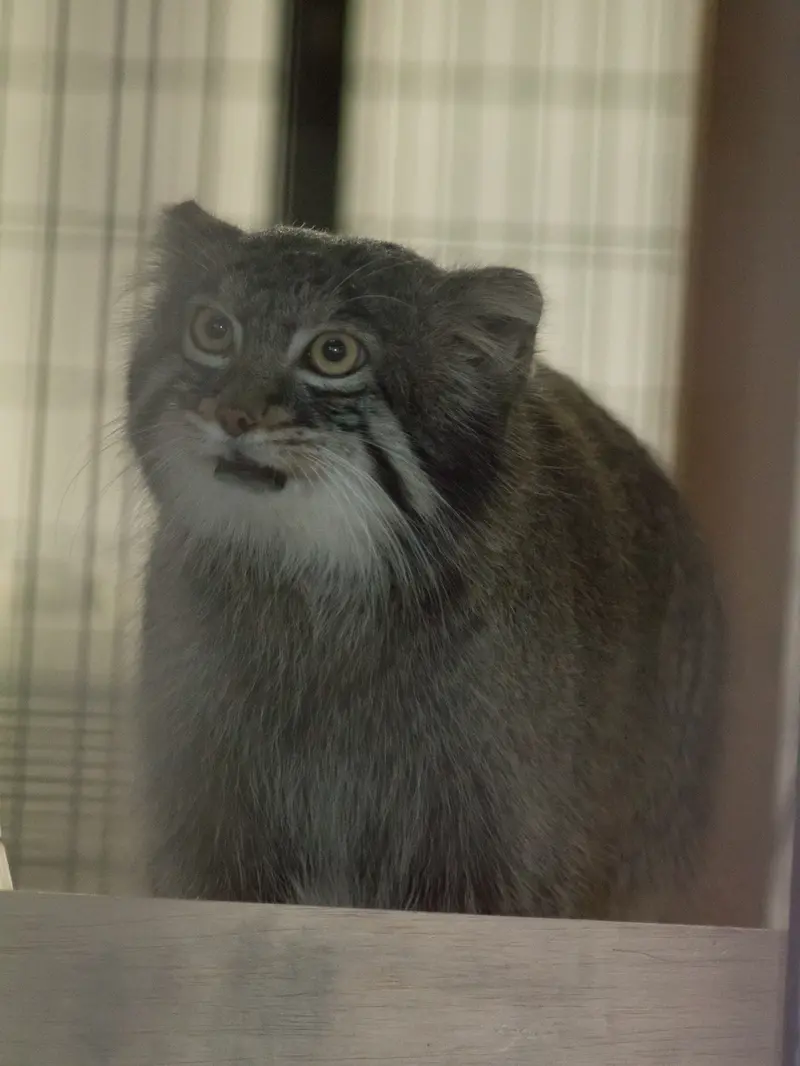A photograph of Figa in Nogeyama Zoo