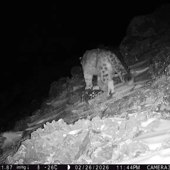 A photograph of a Pallas's cat