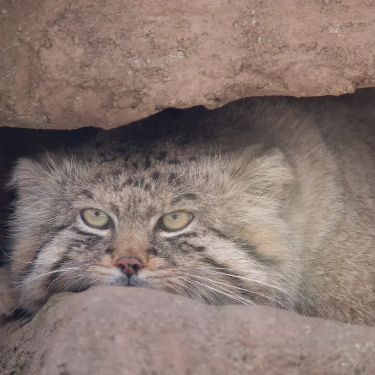 A photograph of Lotos in Saitama Children's Zoo