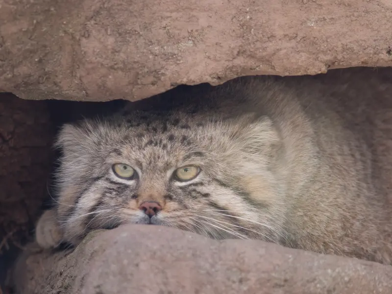 A photograph of Lotos in Saitama Children's Zoo
