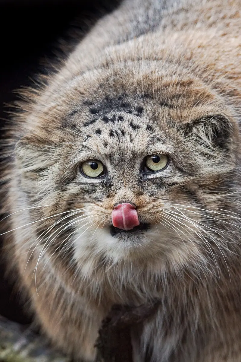 A photograph of Rosa in Brno Zoo