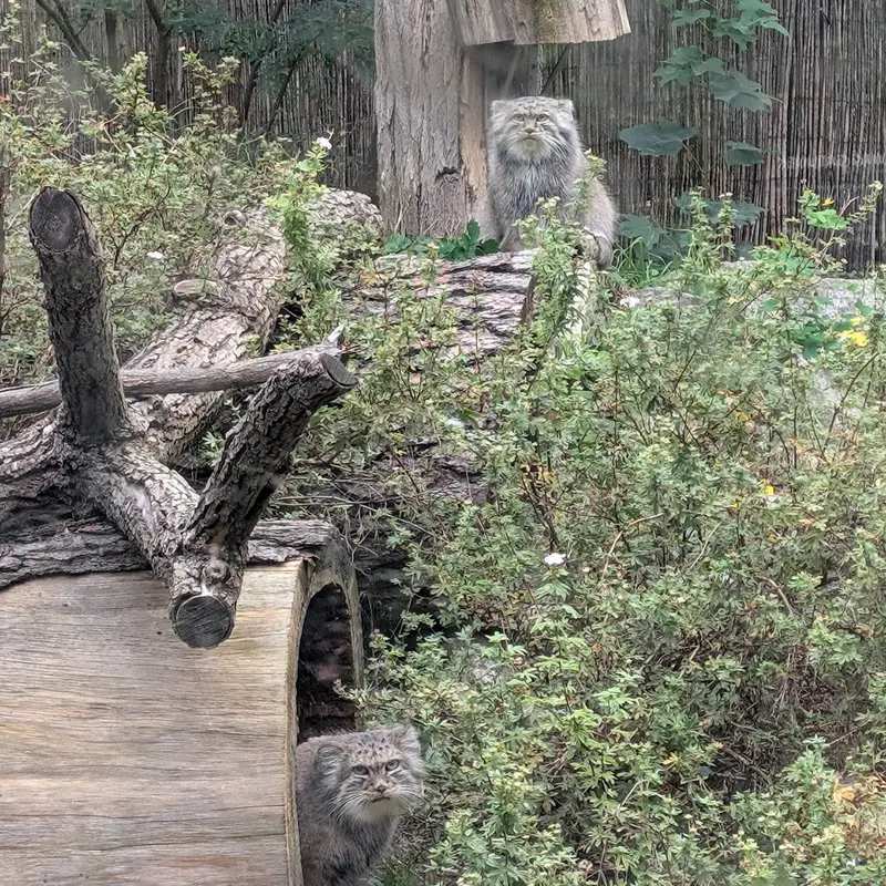 A photograph of Kubi and Zarina in Wrocław Zoo