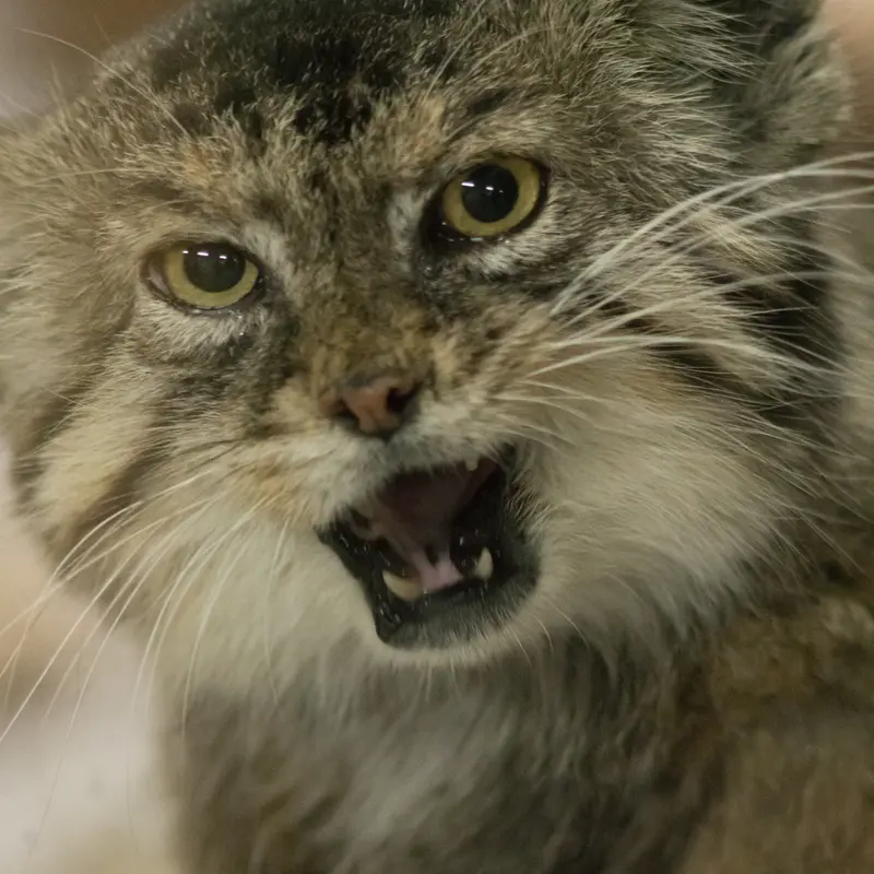 A photograph of Primula in Ueno Zoological Gardens