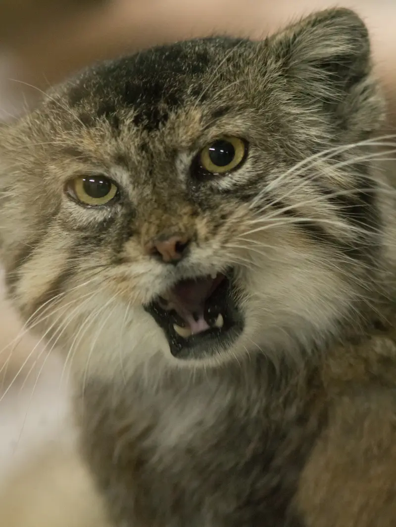 A photograph of Primula in Ueno Zoological Gardens