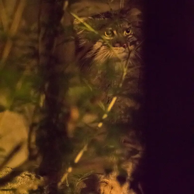 A photograph of Figa in Nogeyama Zoo