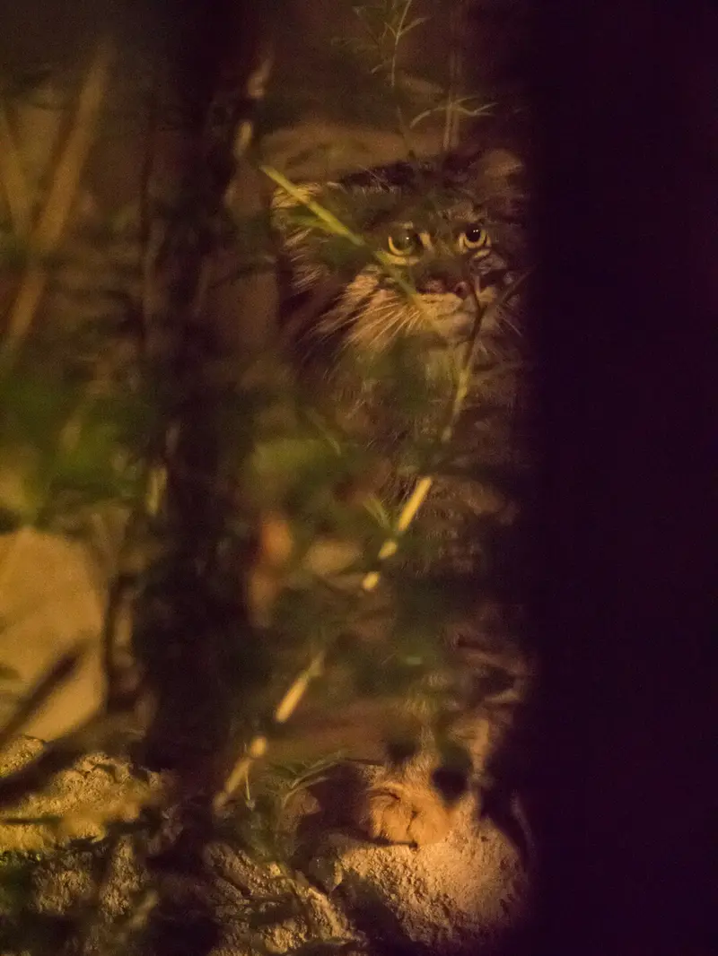 A photograph of Figa in Nogeyama Zoo
