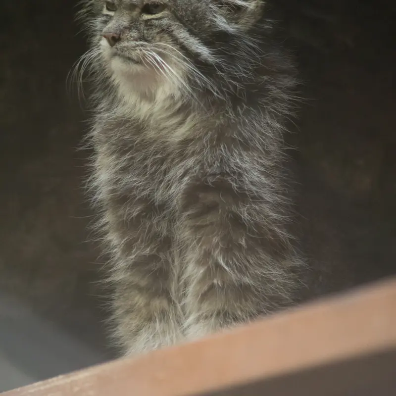 A photograph of Klyon in Ueno Zoological Gardens