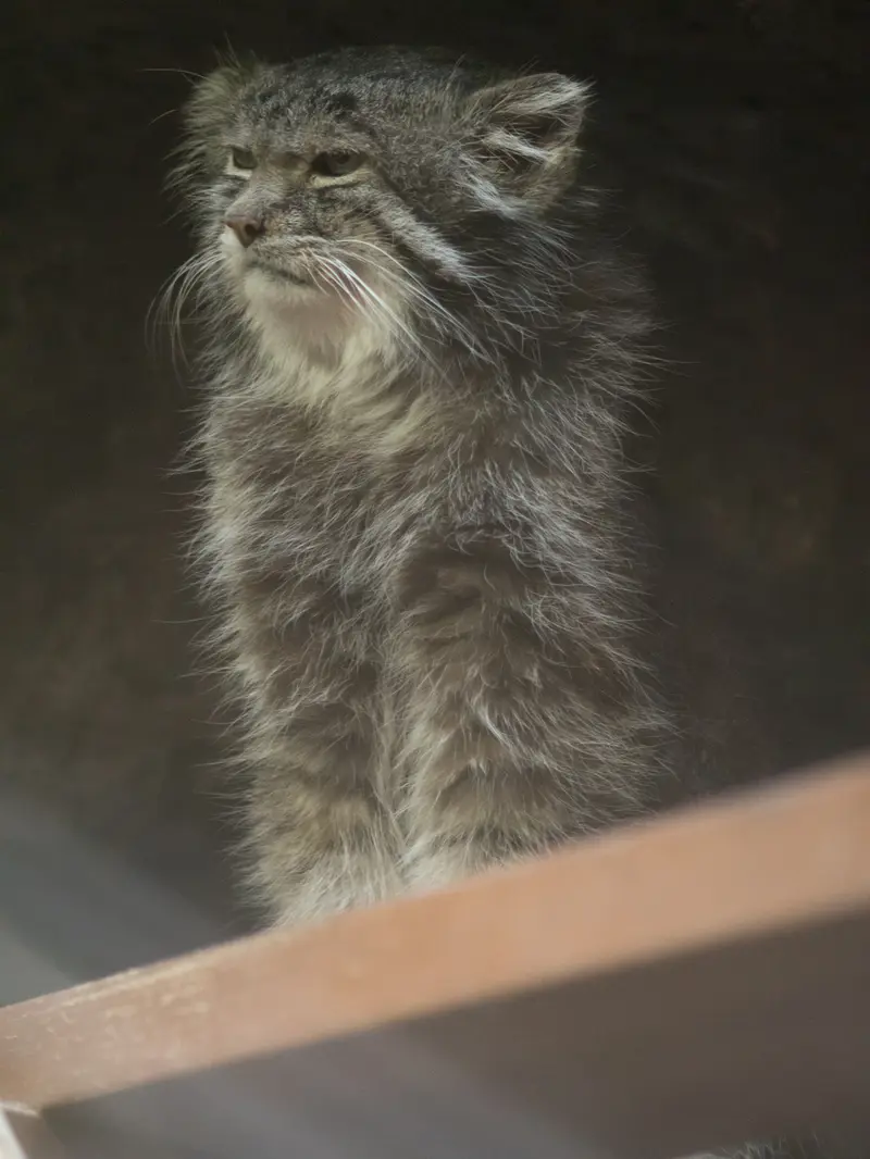 A photograph of Klyon in Ueno Zoological Gardens