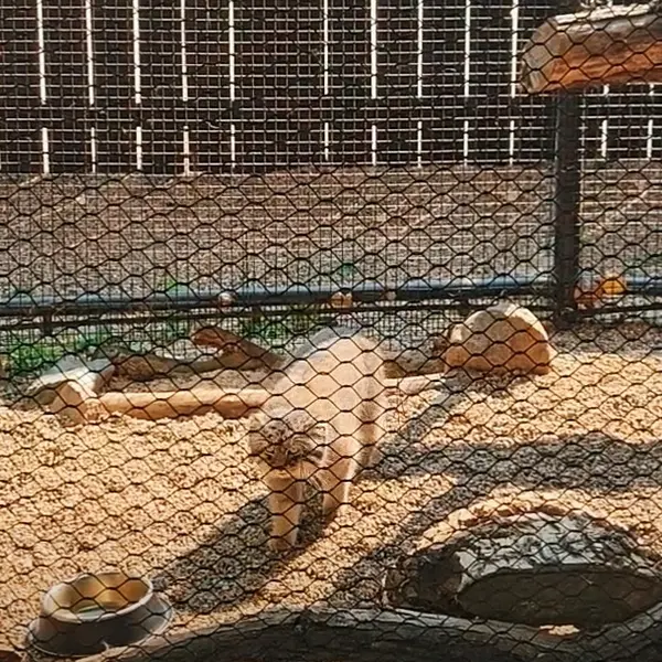 A photograph of Kaz in Great Plains Zoo