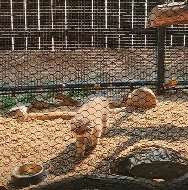 A photograph of Kaz in Great Plains Zoo