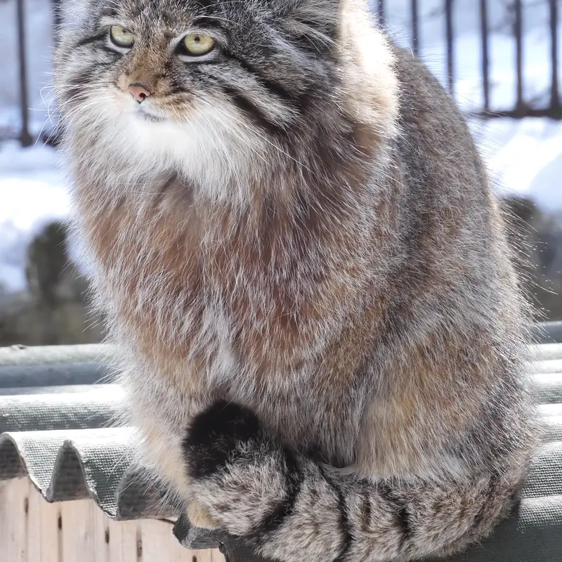 A photograph of Grey in Novosibirsk Zoo