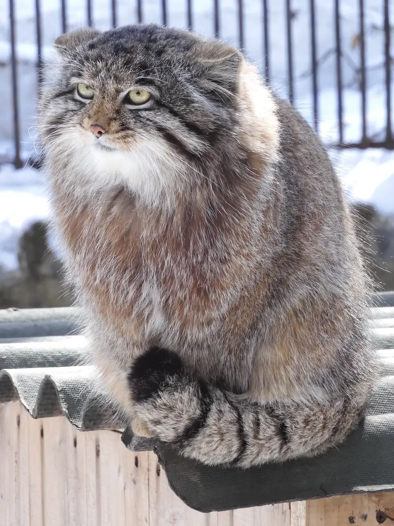 A photograph of Grey in Novosibirsk Zoo