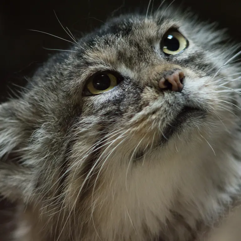A photograph of Primula in Ueno Zoological Gardens