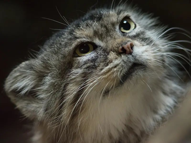 A photograph of Primula in Ueno Zoological Gardens
