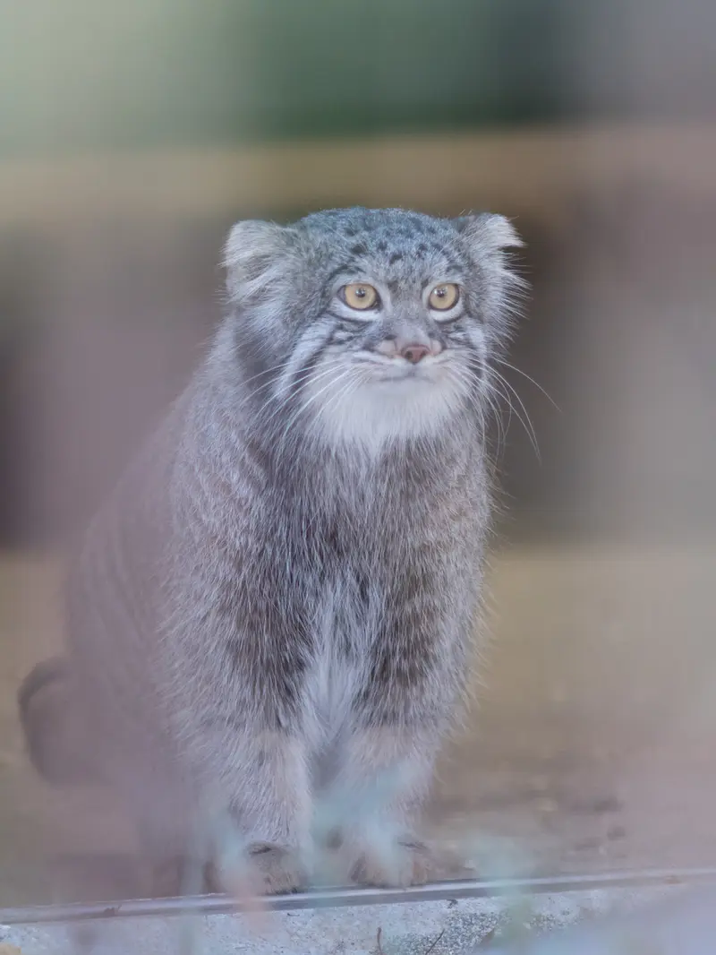 A photograph of Figa in Nogeyama Zoo