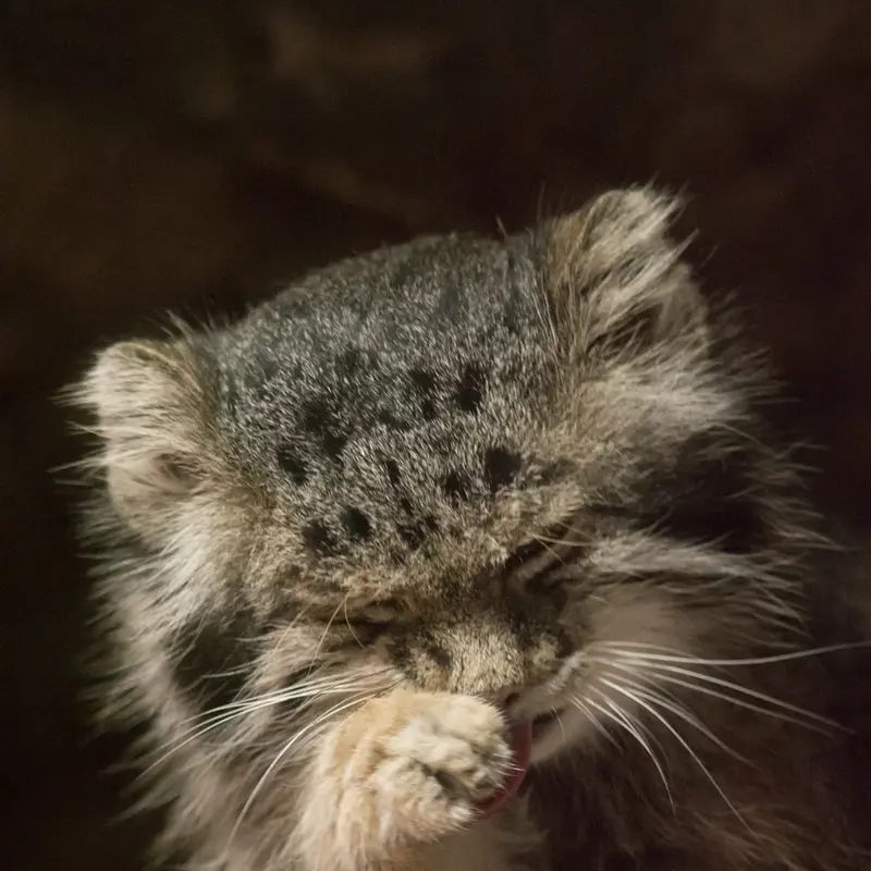 A photograph of Klyon in Ueno Zoological Gardens
