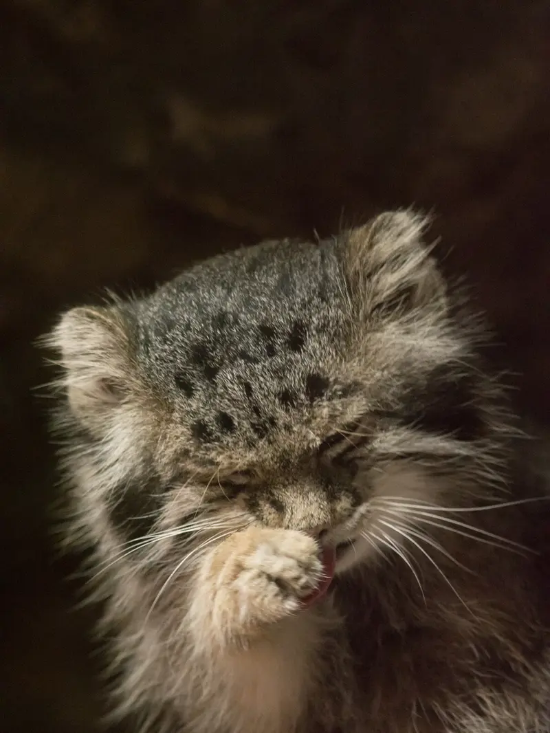 A photograph of Klyon in Ueno Zoological Gardens