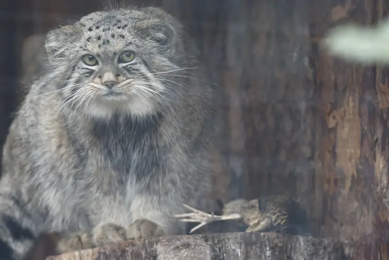 A photograph of Shu in Leningrad zoo