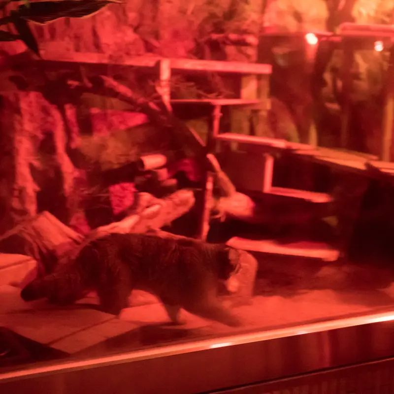 A photograph of Naim in Ueno Zoological Gardens