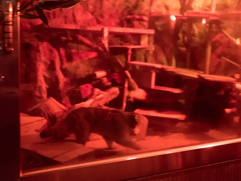 A photograph of Naim in Ueno Zoological Gardens