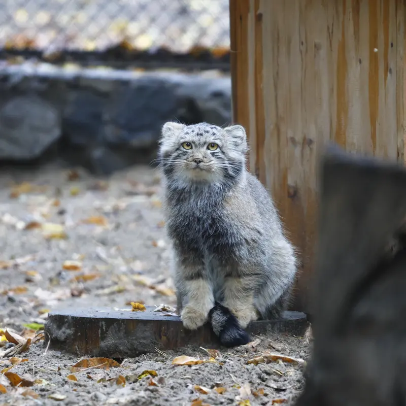 A photograph of Son of Snezhana b.2026 Ⅰ in Novosibirsk Zoo