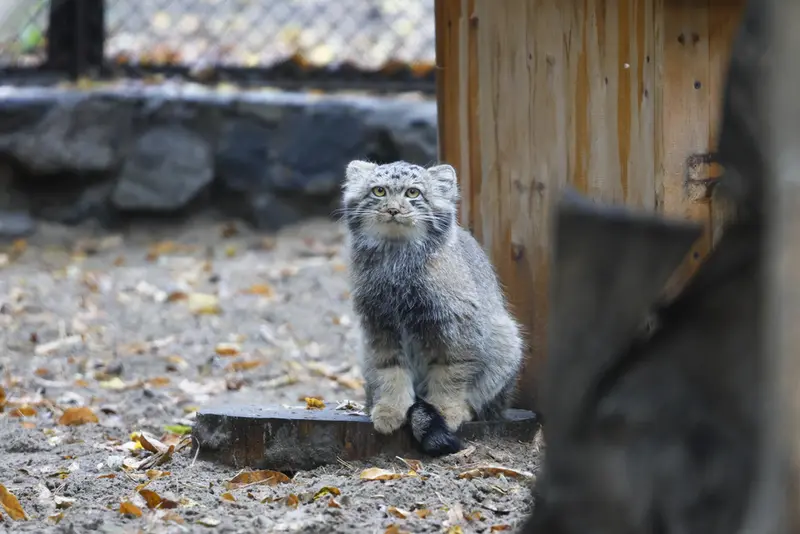 A photograph of Son of Snezhana b.2026 Ⅰ in Novosibirsk Zoo