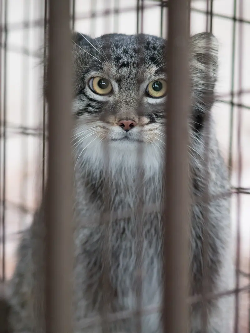 A photograph of Figa in Nogeyama Zoo