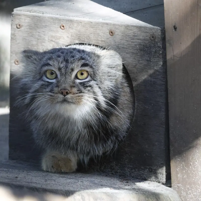 A photograph of Mensu in Novosibirsk Zoo