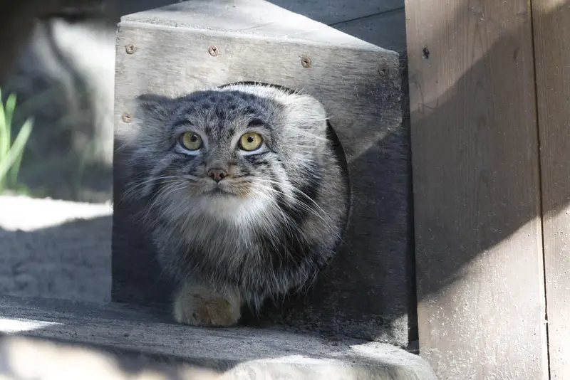 A photograph of Mensu in Novosibirsk Zoo