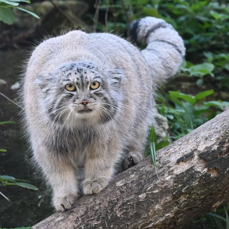 A photograph of Qolli-Olli in Ménagerie du Jardin des plantes