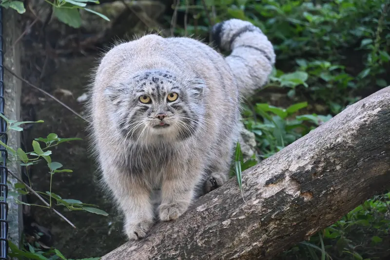 A photograph of Qolli-Olli in Ménagerie du Jardin des plantes