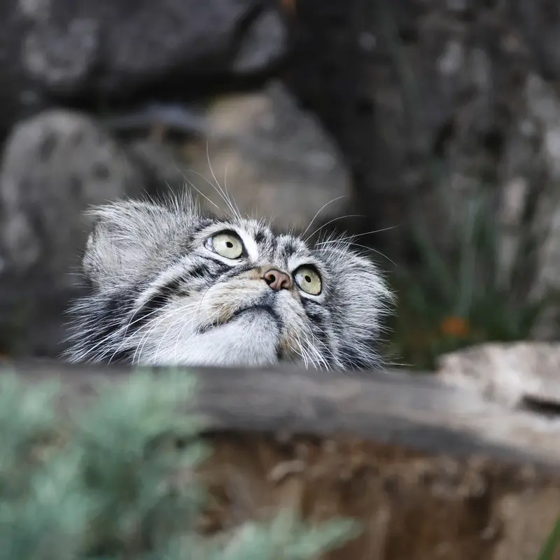 A photograph of a Pallas's cat