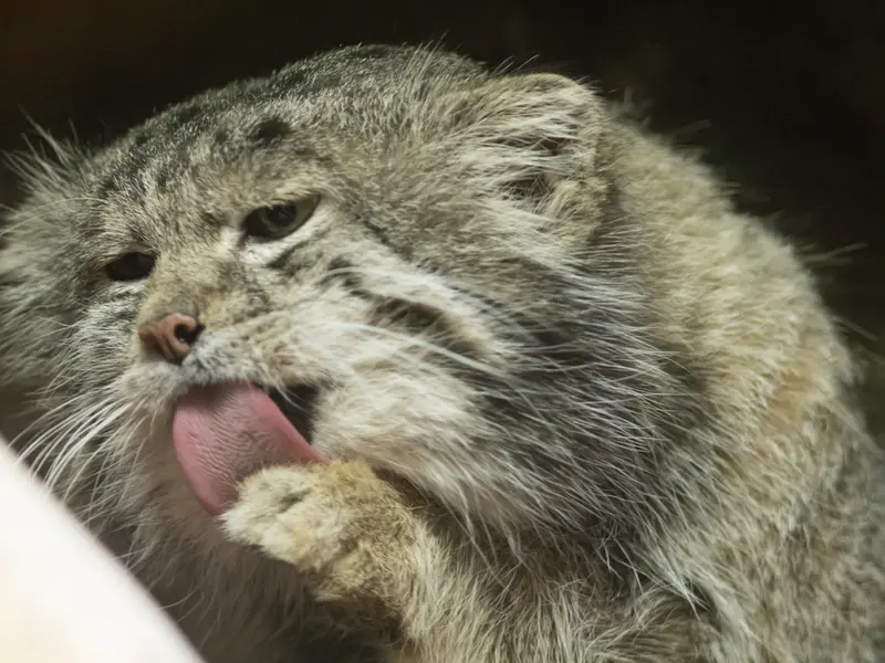 A photograph of Klyon in Ueno Zoological Gardens