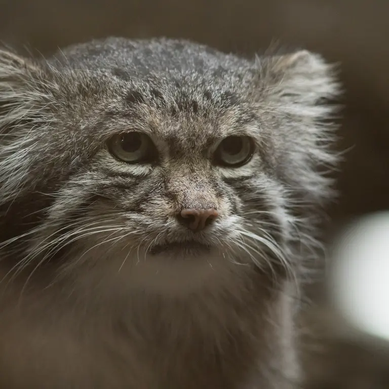 A photograph of Klyon in Ueno Zoological Gardens