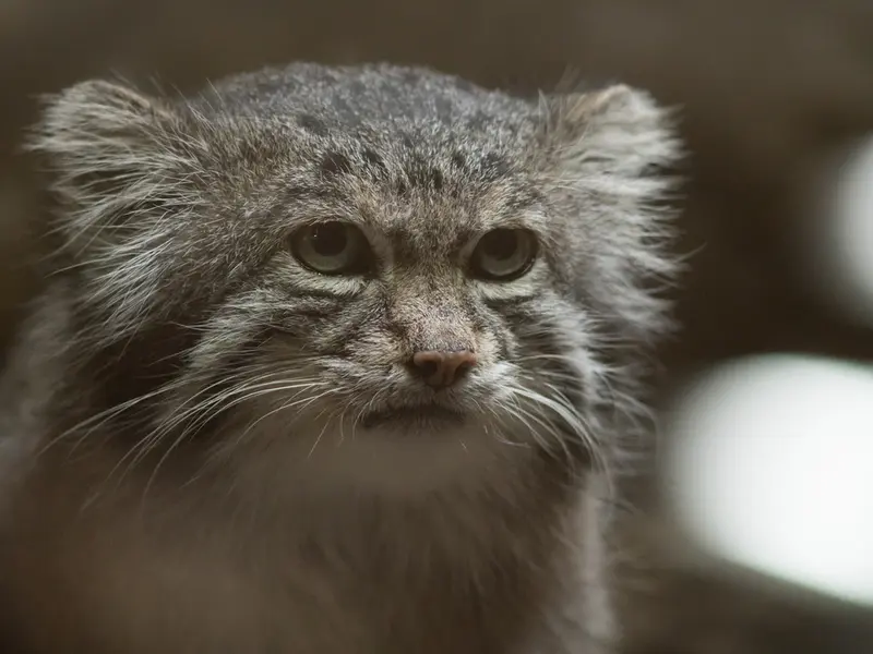 A photograph of Klyon in Ueno Zoological Gardens