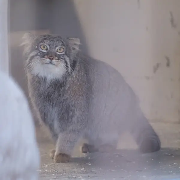 A photograph of Figa in Nogeyama Zoo