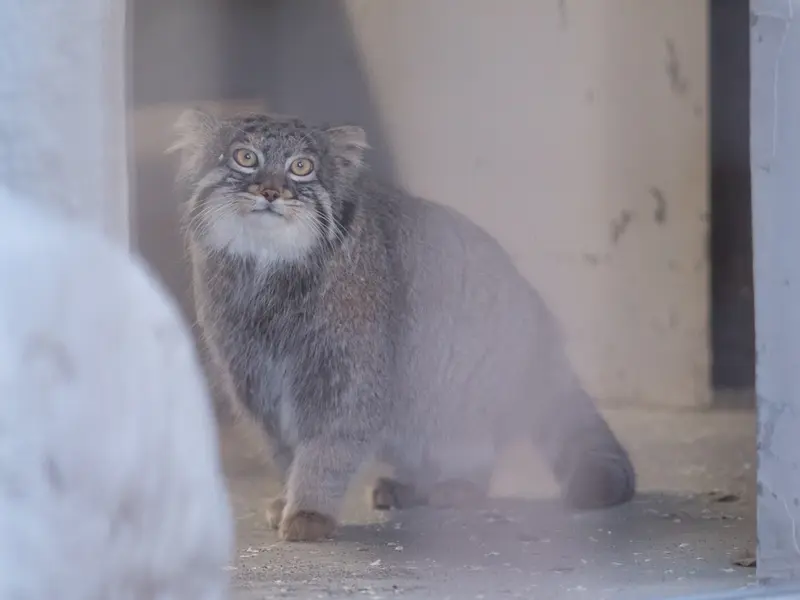 A photograph of Figa in Nogeyama Zoo