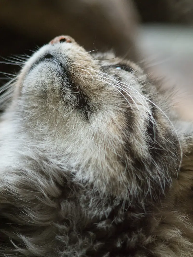 A photograph of Primula in Ueno Zoological Gardens
