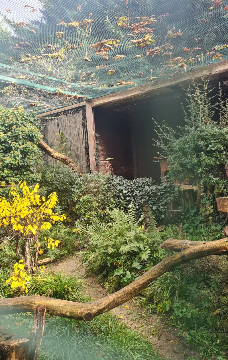 A photograph of Dersu in Dessau Zoo