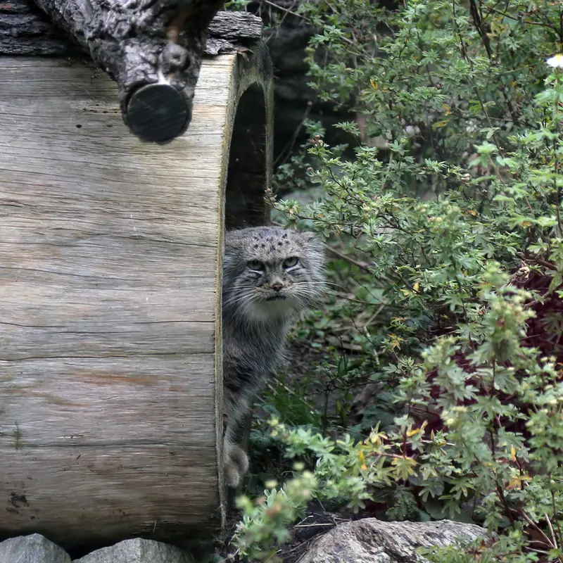 A photograph of Zarina in Wrocław Zoo