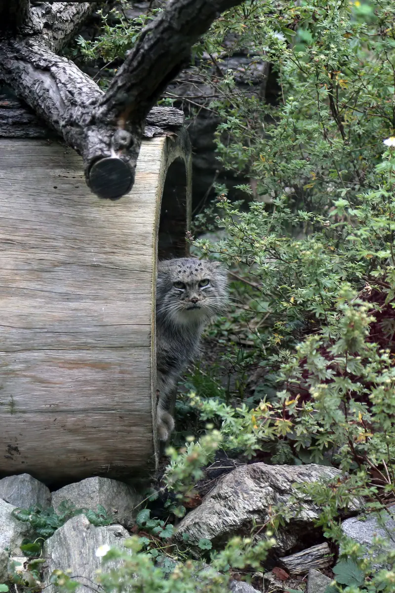 A photograph of Zarina in Wrocław Zoo